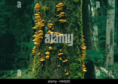 Das Huhn des Waldes (Polyporus sulphureus) ist ein bunt gefärbter Pilz, der im Olympic National Park vorkommt. Diese Art, bekannt für ihre leuchtende gelbe bis orangene Färbung, spielt eine Rolle beim Abbau von Holz und der Unterstützung von Waldökosystemen durch das Recycling von Nährstoffen in den Boden. Stockfoto