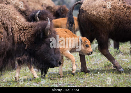Lamar Valley im Yellowstone National Park ist die Heimat einer vielfältigen Tierwelt, einschließlich großer Bisonherden. Das Tal ist bekannt für seine reiche Naturgeschichte und ökologische Bedeutung, bietet kritischen Lebensraum für diese Tiere und unterstützt umfangreiche Naturschutzbemühungen. Stockfoto