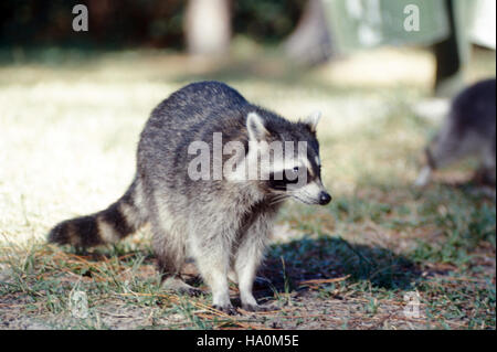 Ein Waschbär im Everglades-Nationalpark wird in einem Foto vom Januar 1973 aufgenommen, das die vielfältige Tierwelt des Parks und seine Bedeutung für den Schutz unterstreicht. Stockfoto