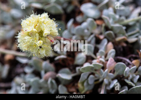 Glaciernps 23183381994 Kissen Buchweizen - Eriogonum Ovalifolium Stockfoto