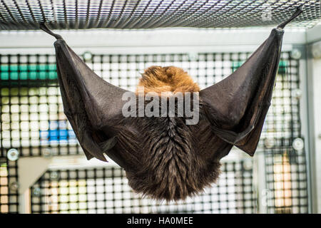 Eine Zusammenarbeit zwischen verschiedenen Umweltorganisationen und Organisationen, wie USDA, EPA und US Fish and Wildlife Service, konzentriert sich auf den Bestäuberschutz. Diese Initiative fördert den Schutz von Fledermaus und Bienen, nachhaltige Landwirtschaft und Ökosystemschutz in den USA Stockfoto