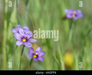 Lthuriel Speer-soft-Fokus Stockfoto