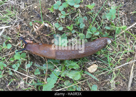 SCHWARZE Schnecke Arion Ater Foto Tony Gale Stockfoto