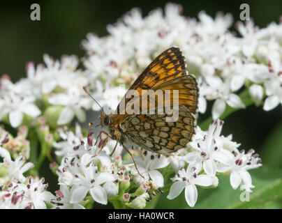 Heide Fritillary Schmetterling (Melitaea Athalia) auf weißen Wildblumen in Südgriechenland Stockfoto
