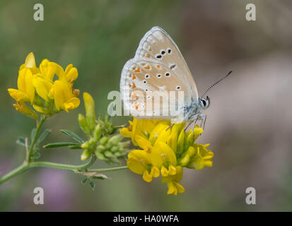 Türkis-Blau Schmetterling (Polyommatus Dorylas oder Plebicula Dorylas) auf gelbe Wildblumen im Süden Griechenlands Stockfoto