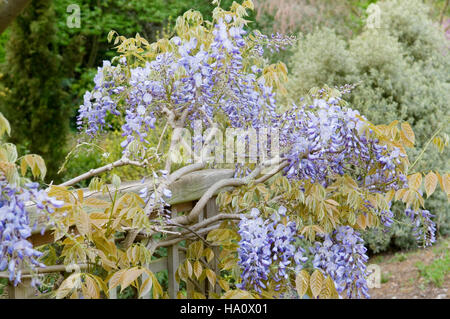 WISTERIA SINENSIS PRODUKTIVER ENTLANG ZAUN RHS GARDEN WISLEY AUSGEBILDET Stockfoto