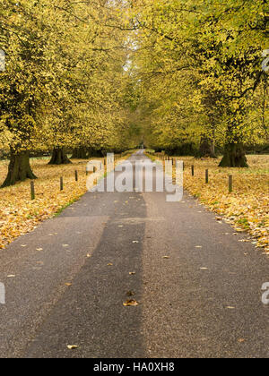 Lange, gerade Single Track Road durch Linden gesäumten Allee im Herbst, Derbyshire, England, UK. Stockfoto