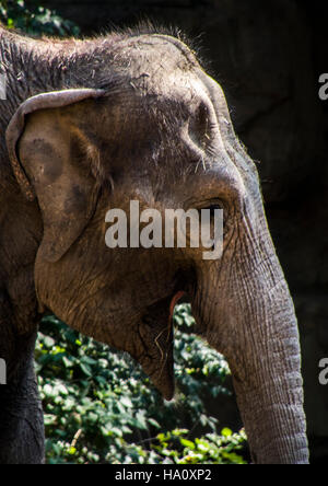 Glückliche Elefanten im Zoo von Saint Luis Missouri Stockfoto