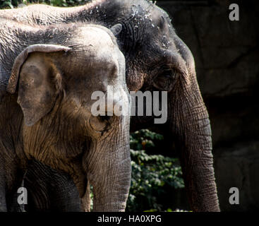 Zwei asiatische Elefanten im Zoo von San Luis in Missouri Stockfoto