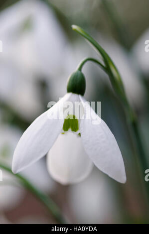 GALANTHUS ELWESII VAR MONOSTICTUS CLOSE UP PORTRAIT Stockfoto