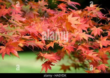 ACER PALMATUM ATROPURPUREUM NAHAUFNAHME VON HERBST BLÄTTER Stockfoto