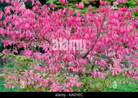 Euonymus alatus Herbst Laub Stockfoto