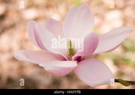 Magnolia denudata Forrests Rosa Stockfoto