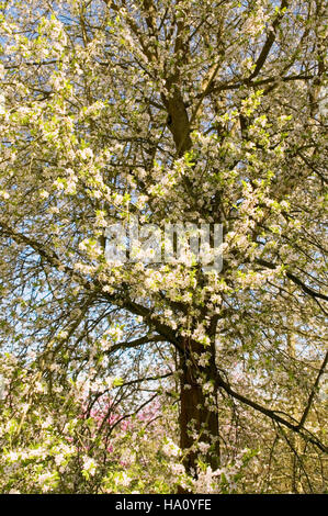 PRUNUS CERASIFERA SPRING BLOSSOM Stockfoto