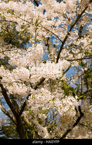 PRUNUS X YEDOENSIS IN BLÜTE Stockfoto