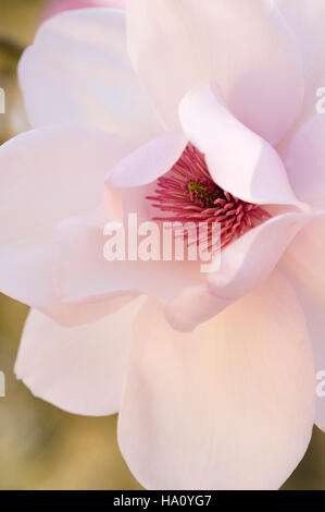 MAGNOLIA X VEITCHII PETER VEITCHII HAUTNAH Stockfoto