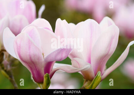 Magnolia denudata Forrests Rosa Stockfoto