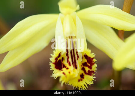 PLEIONE FORESTII ORCHIDEE HAUTNAH Stockfoto