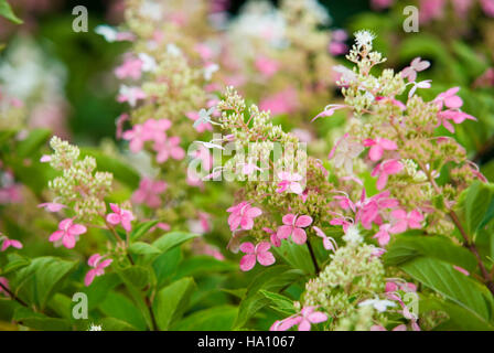 Hydrangea paniculata Big Ben Stockfoto