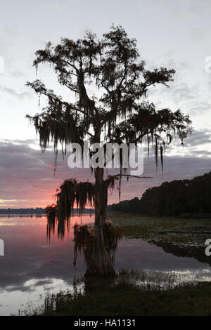 Zypresse mit spanischem Moos bei Sunrise, Florida Stockfoto