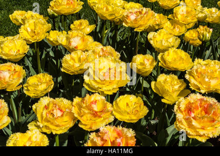 Tulipa Vaya Con Dios Stockfoto