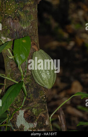 Eine Reife Kakaofrucht wächst wild an einem Baum im Amazonas-Regenwald Stockfoto