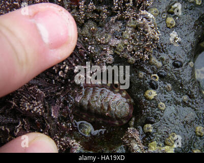 Olympicnps 17320603442 ausgekleidet Chiton marine Ozean Sealife Hand NPS Foto Stockfoto