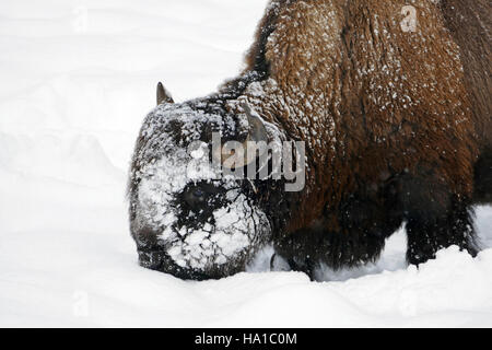 Yellowstonenps 23527006829 Bison mit seinem Kopf um zu Schneepflug Stockfoto