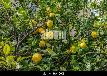 Reife Zitronen wachsen auf einem Zitronenbaum in Zypern Stockfoto