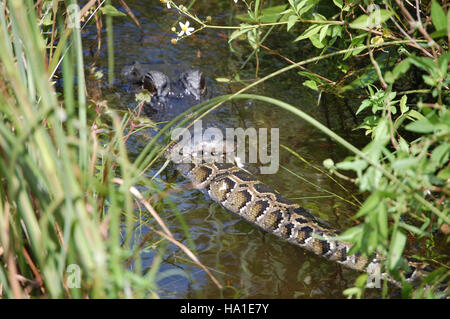 Ein seltener Moment im Everglades-Nationalpark zeigt einen Alligator, der eine burmesische Python verzehrt und die einzigartige Tierwelt des Parks und seine Rolle bei der Regulierung invasiver Arten unterstreicht. Stockfoto