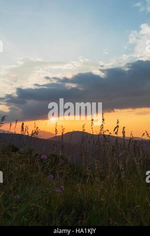 Eine ruhige Sonnenaufgangsszene durch Gräser, die das Morgenlicht einfangen, während es durch die natürliche Landschaft filtert. Dieser friedliche Moment zeigt die Schönheit der Natur und die Gelassenheit im Freien. Stockfoto