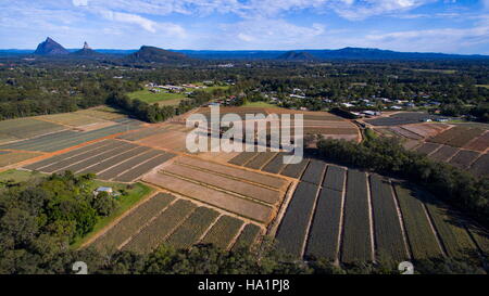 Luftbild Drohne über Ananas und Gewächshaus Mtns in der Nähe von Beerwah an der Sunshine Coast, Queensland, Australien. Stockfoto