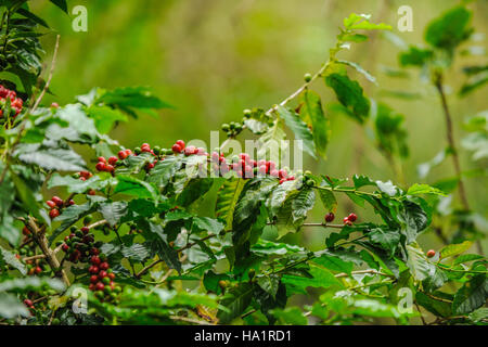 Reife und unreife Kaffeekirschen auf einem Ast Stockfoto