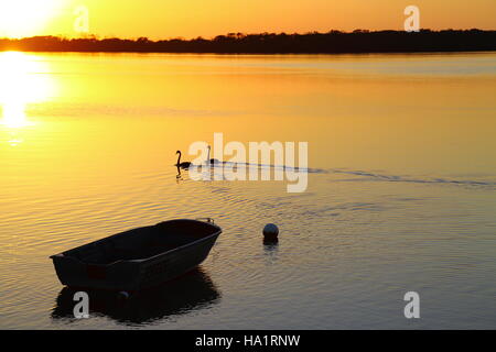 Ein paar schwarze Schwäne am frühen Morgen des Pumicestone Passage aus Golden Beach, Caloundra auf der Sunshine Coast von Queensland, Australien. Stockfoto