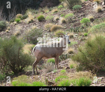 Wüsten-Bighorn-Schafe werden im Grand Canyon-Nationalpark, insbesondere entlang des South Kaibab Trail, gefunden. Diese Tiere sind an die raue Wüstenumgebung angepasst und ein wichtiger Teil des Ökosystems des Parks. Stockfoto