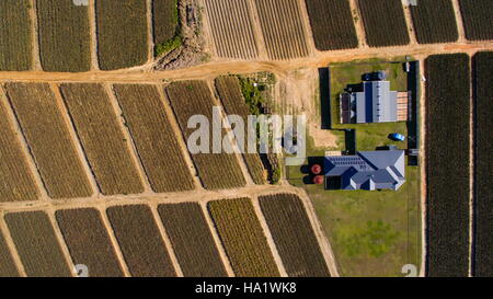 Drohne oder UAV Luftbild über den Hof und Feld von Ananas in der Nähe von Beerwah an der Sunshine Coast, Queensland, Australien. Stockfoto