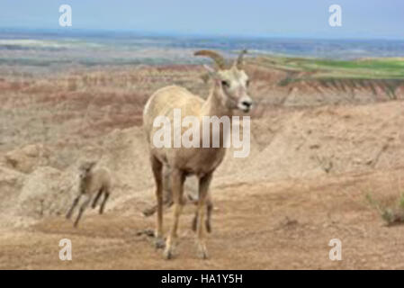Dickhornlämmer können in dem rauen Gelände des Badlands National Park beim Spielen beobachtet werden. Das spielerische Verhalten der Lämmer unterstreicht die vielfältige Tierwelt und die natürliche Schönheit dieses legendären Nationalparks in South Dakota. Stockfoto