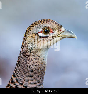 Porträt von der diskreten farbige Henne Phesant (Phasianus Colchicus) eine frostige grauer Tag mit defokussierten Hintergrund Stockfoto