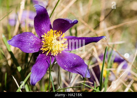 Einen weiten, offenen Blüte Kuhschelle oder Anemone Pulsatilla (Pulsatilla Vulgaris) Stockfoto