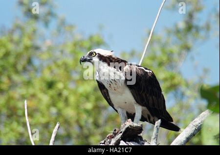 Im Everglades National Park wird ein Fischadler im Flug gefangen und zeigt die Gnade und Jagdkunst des Vogels. Die Everglades beherbergen eine vielfältige Tierwelt, darunter auch dieser für seine Angelkünste bekannte Raptor. Stockfoto