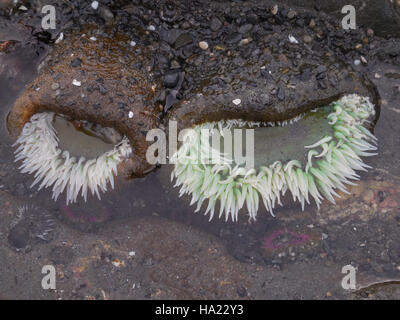 Grüne Anemonen am Ruby Beach im Olympic National Park, fotografiert im März 2015, zeigen die Vielfalt der Meereslebewesen in Gezeitenbecken entlang der Pazifikküste und zeigen ein wichtiges Küstenökosystem. Stockfoto
