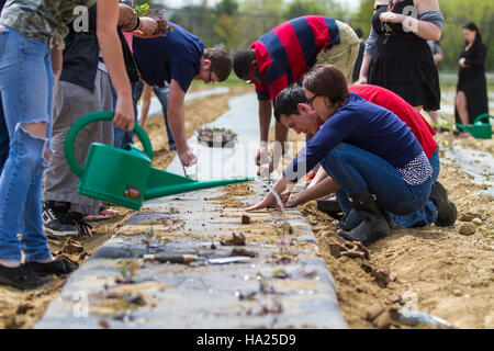 Die Studenten Pflanzen Roten russischen Grünkohl im Rahmen ihres Community Supported Agriculture (CSA)-Programms, das im Sommer geerntet wird, um die nachhaltige Landwirtschaft in einem Nationalpark zu unterstützen. Stockfoto