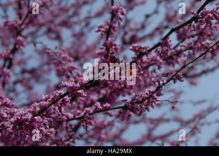 Nahaufnahme eines Redbud-Baumes mit leuchtenden rosa Blüten vor einem klaren blauen Himmel im Valley Forge National Park. Dieses Bild zeigt die Blüten des Baumes und die natürliche Schönheit des Parks. Stockfoto