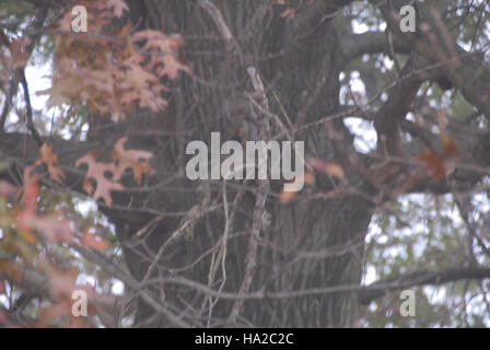 Dieses Foto fängt die ruhige Schönheit des Valley Forge National Park im Herbst ein, während der Nebel die Landschaft sanft umhüllt. Das Bild zeigt die natürliche Schönheit des Parks und den saisonalen Wandel in Pennsylvania. Stockfoto