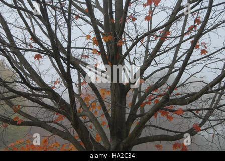 Dieses Foto fängt die ruhige Atmosphäre des Valley Forge National Park an einem nebeligen Herbstmorgen ein. Der Nebel und das lebhafte Herbstlaub schaffen eine ruhige Landschaft, die typisch für die natürliche Schönheit des Parks ist. Stockfoto