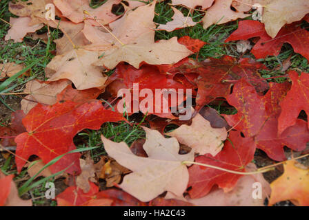 Dieses Bild des Valley Forge National Park fängt die ruhige Schönheit des Parks im Herbst ein, während Nebel die Landschaft umhüllt. Das Foto zeigt die natürliche Schönheit und historische Bedeutung dieses Ortes in Pennsylvania. Stockfoto