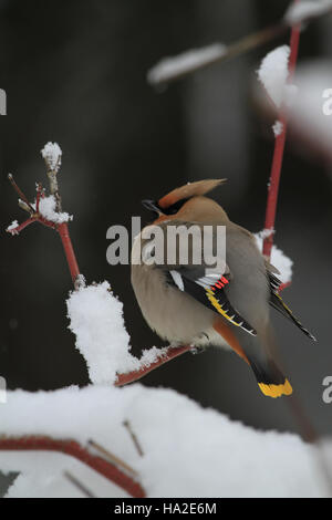 Böhmische Seidenschwanz (Bombycilla Garrulus) Stockfoto