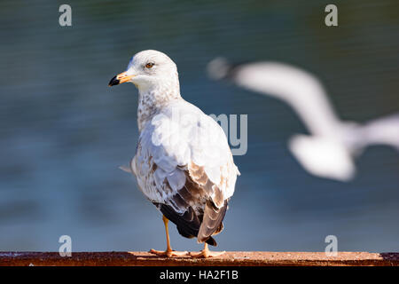 Ring-billed Möwe - Larus Delawarensis - thront auf einem Zaun Wasser im Hintergrund Stockfoto