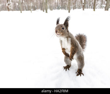 neugierigen Eichhörnchen stehend auf Hinterpfoten auf der Suche nach Snack auf weichem Schnee Hintergrund Stockfoto