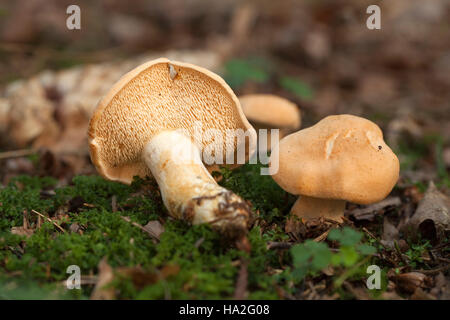 wenig essbare Pilze (Hydnum Repandum) im Wald Stockfoto